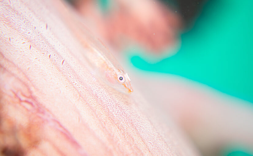 2025年10月29日　かっちゃま海洋状況