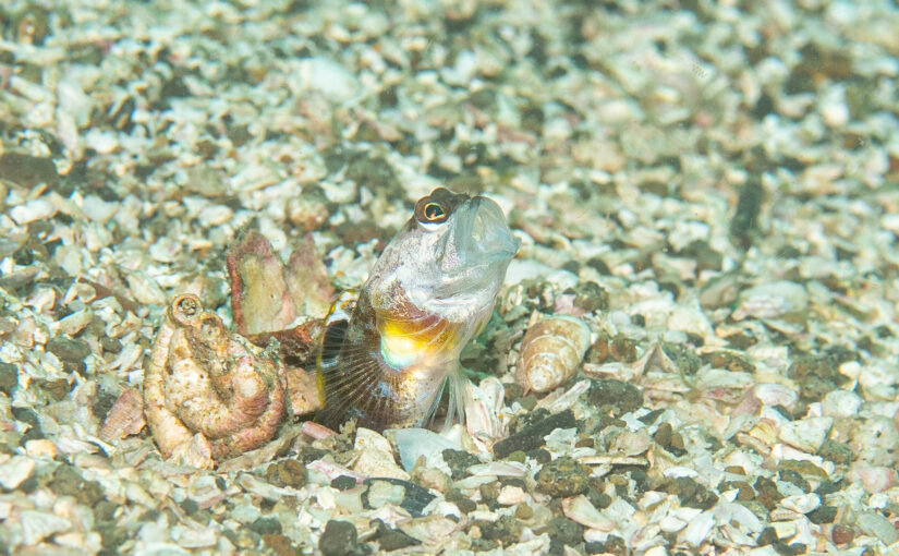 2025年11月8日　かっちゃま海洋状況
