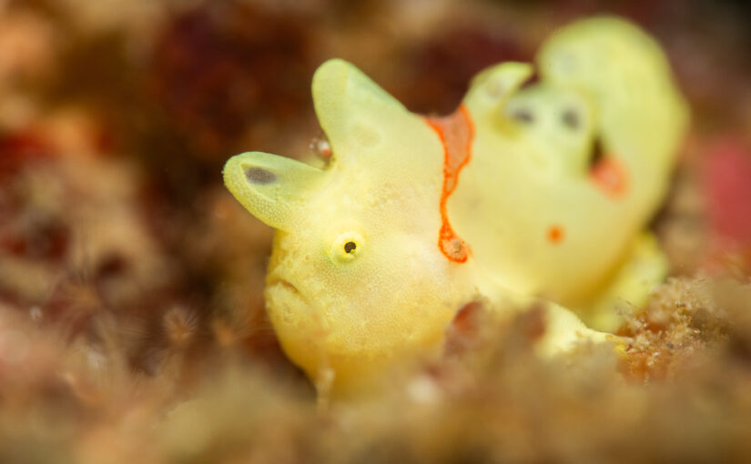 2025年11月7日　かっちゃま海洋状況