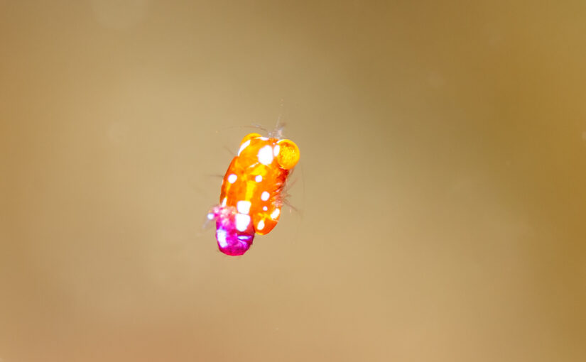 2025年11月11日　かっちゃま海洋状況