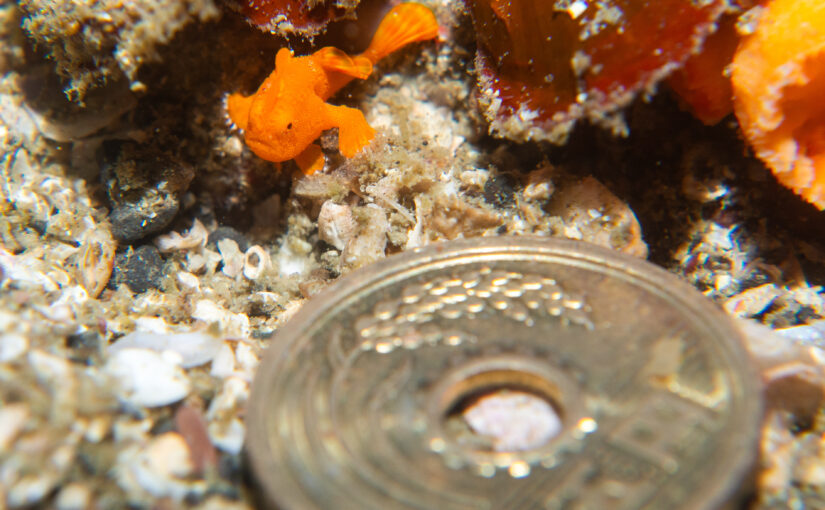 2025年11月9日　かっちゃま海洋状況