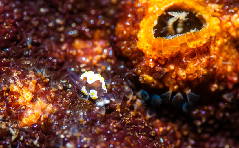 2025年11月13日　かっちゃま海洋状況