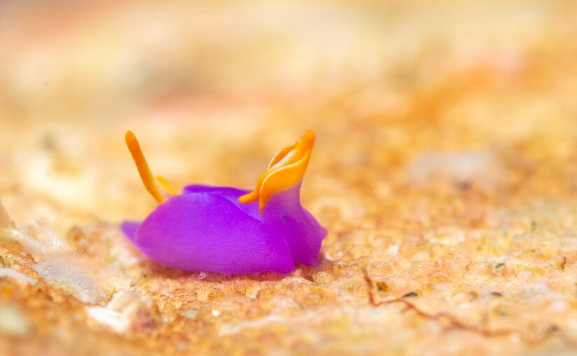 2025年11月14日　かっちゃま海洋状況