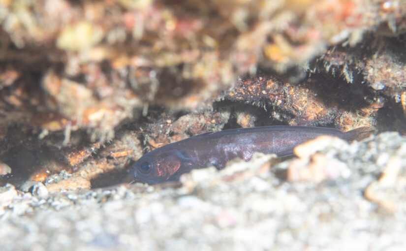 2025年11月28日　かっちゃま海洋状況