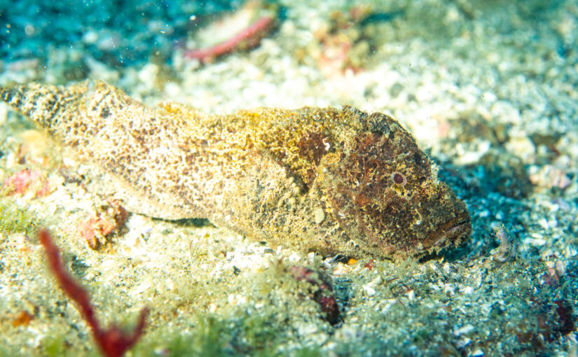 2025年11月29日　かっちゃま海洋状況