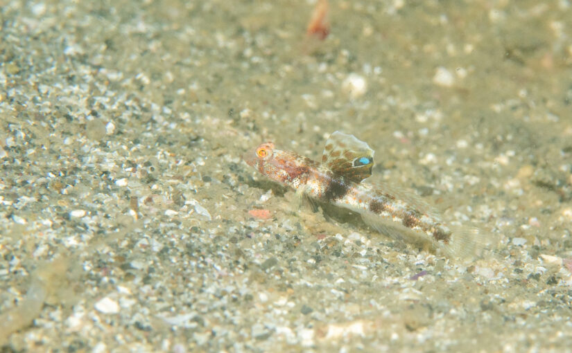 2025年11月24日　かっちゃま海洋状況