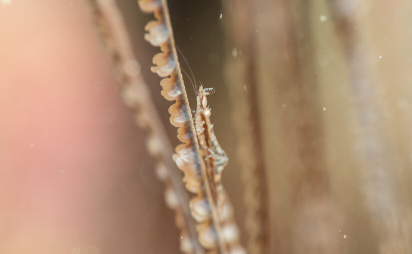 2025年12月20日　かっちゃま海洋状況