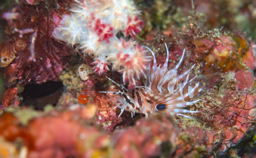 2025年12月15日　かっちゃま海洋状況