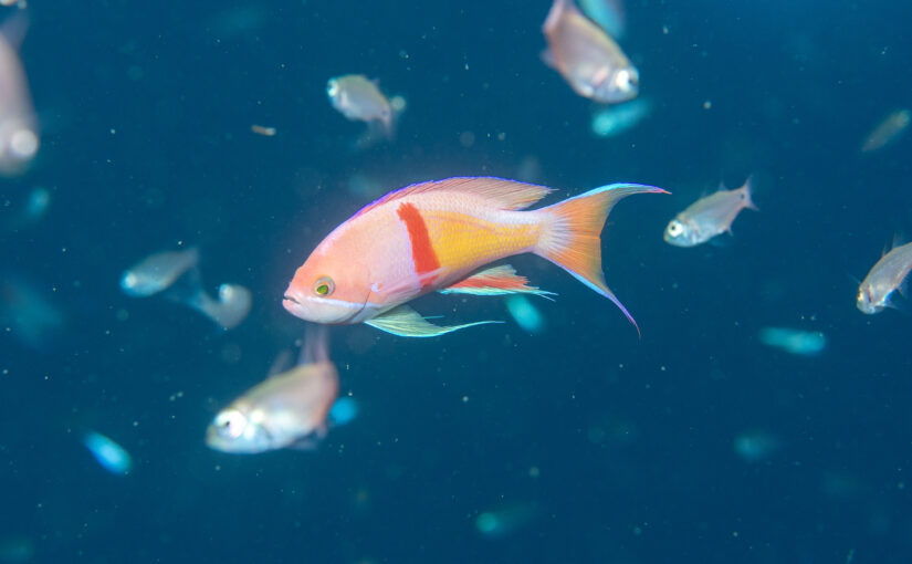 2025年12月26日　かっちゃま海洋状況