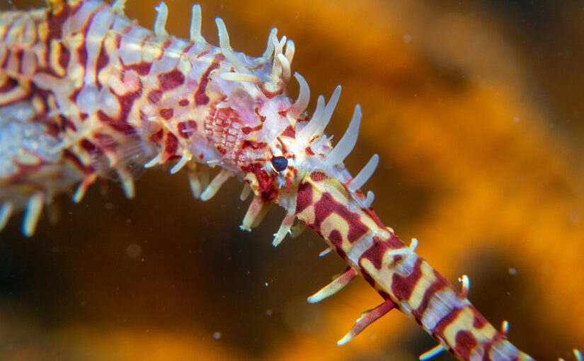 2025年12月28日　かっちゃま海洋状況