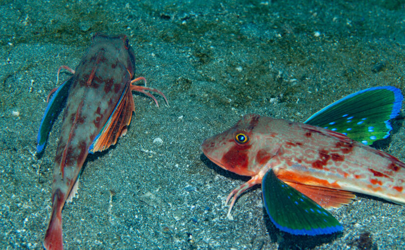 2026年1月25日　かっちゃま海洋状況