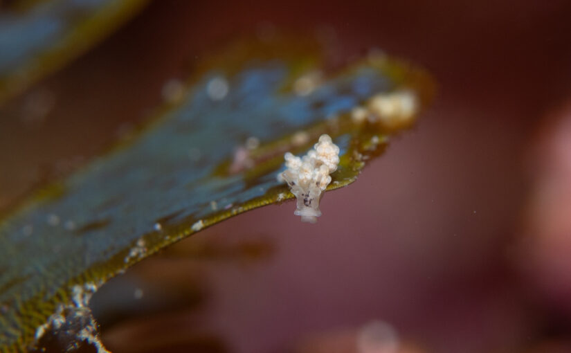 2026年1月31日　かっちゃま海洋状況