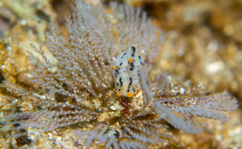 2026年2月1日　かっちゃま海洋状況